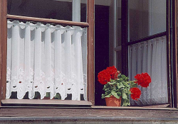 Walter A. Aue, “Geraniums,” 2011